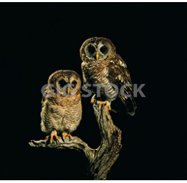 Birds 68
